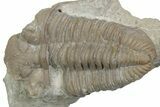 Bargain, Fossil Prochasmops Praecurrens Trilobite - Russia #363120-1
